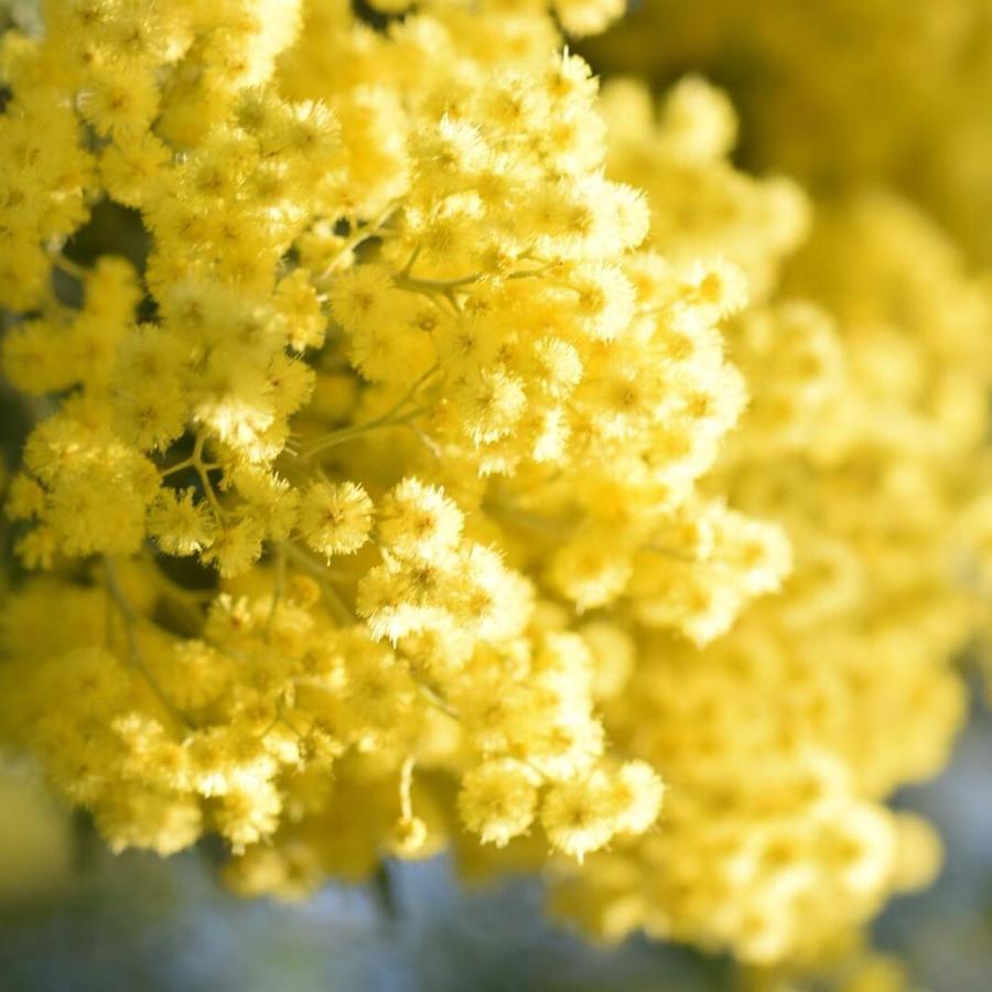 Le Mimose B&B Vinci Kültér fotó