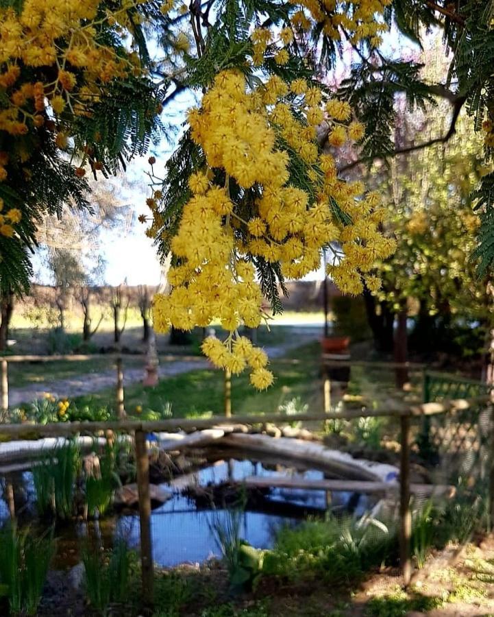 Le Mimose B&B Vinci Kültér fotó
